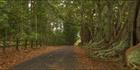 Norfolk Island Banyan - NSW H (PBH4 00 12026)